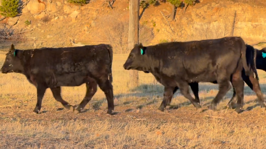 620 lbs ~ Fancy ~ coming of 2 reputable ranches in Northeast WY! Nov 20th delivery!- BS1027A5